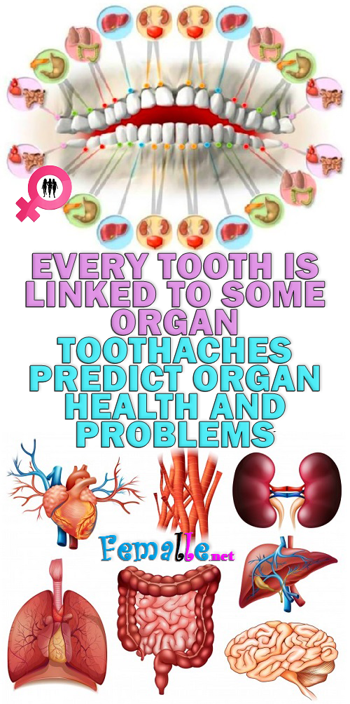 Every Tooth Is Linked To Some Organ – Toothaches Predict Organ Health And Problems