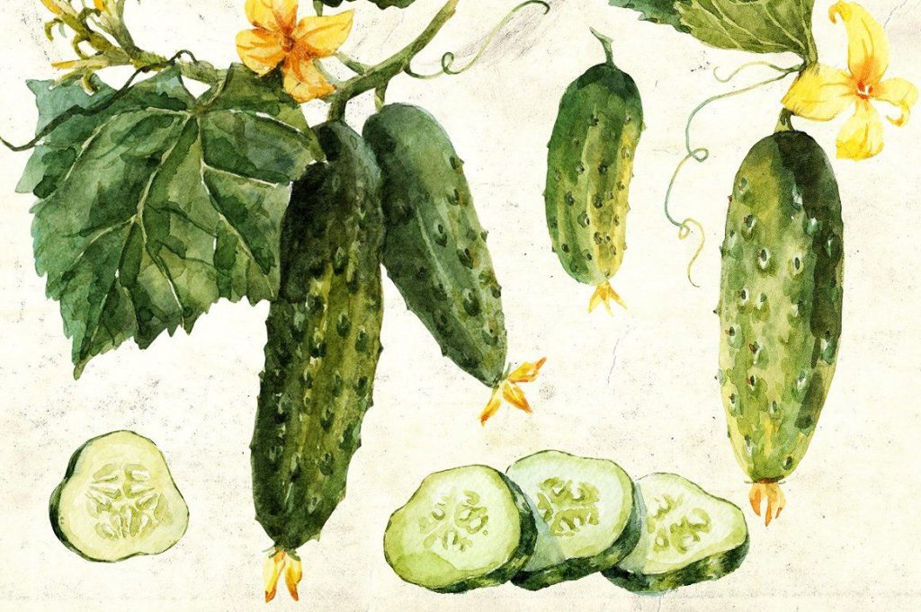 Cucumber Botanical 